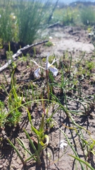 Moraea ogamana