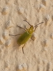 Cteniopus sulphureus