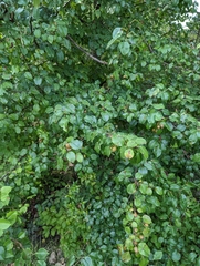 Pyrus calleryana