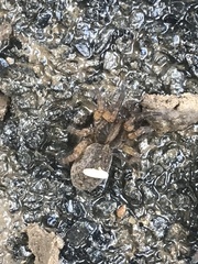 Tigrosa georgicola