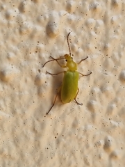 Cteniopus sulphureus