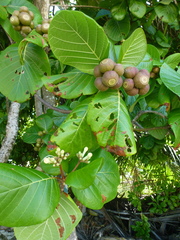Terminalia catappa