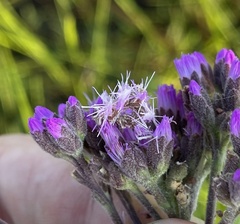 Synchlora
