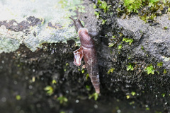 Clausiliidae