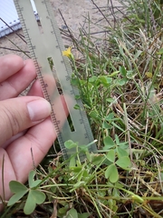 Oxalis dillenii
