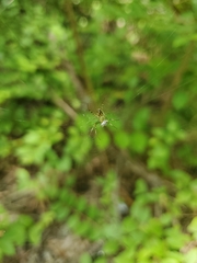 Mangora