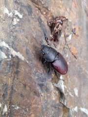 Lucanus cervus