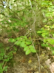 Mangora