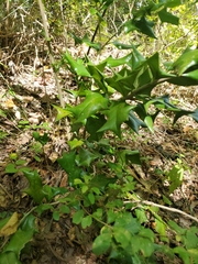 Ilex cornuta