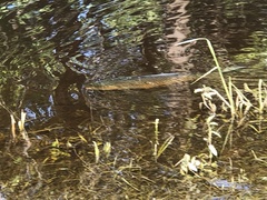 Ctenopharyngodon idella