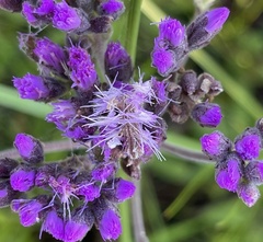 Synchlora