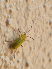 Cteniopus sulphureus
