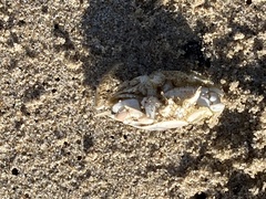 Emerita analoga