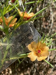 Portulaca suffrutescens
