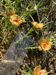 Portulaca suffrutescens