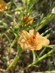 Portulaca suffrutescens