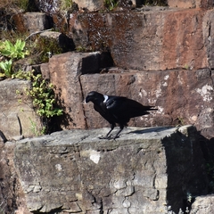Corvus albicollis