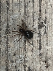 Steatoda