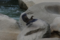 Tigrisoma fasciatum