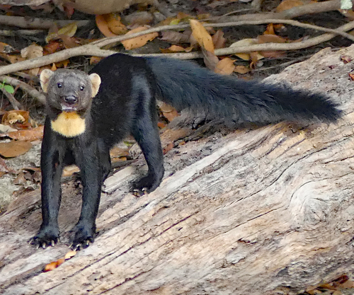 Tayra