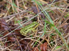 Pelophylax