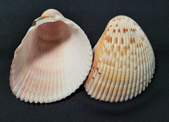 Dinocardium robustum