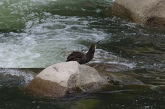 Tigrisoma fasciatum