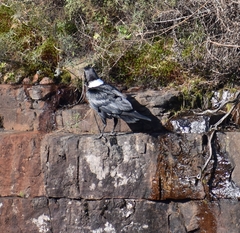 Corvus albicollis