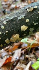 Myxarium nucleatum