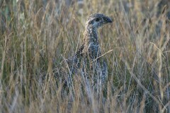 Centrocercus urophasianus