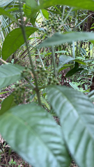 Psychotria tenuifolia