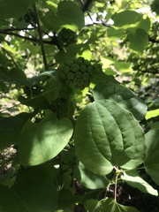 Smilax lasioneura
