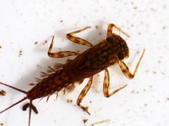 Electrogena affinis