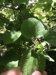 Smilax lasioneura
