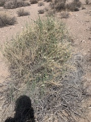 Funastrum hirtellum