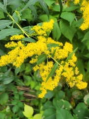 Solidago