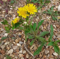 Helminthotheca echioides