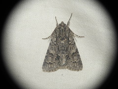 Acronicta auricoma