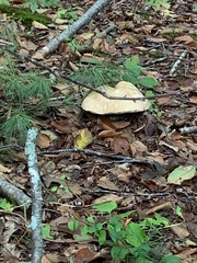 Tricholoma caligatum