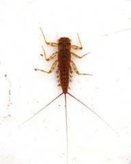 Electrogena affinis