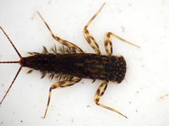 Electrogena affinis