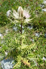 Cirsium obvallatum
