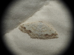 Scopula ornata
