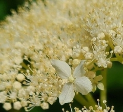 Hydrangea arborescens