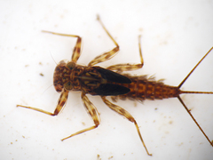 Electrogena affinis