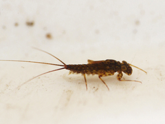 Electrogena affinis