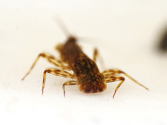 Electrogena affinis