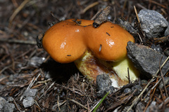 Suillus