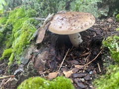 Tylopilus felleus