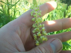 Reseda lutea